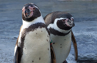 小諸市動物園